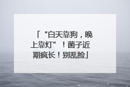 “白天靠狗，晚上靠灯”！菌子近期疯长！别乱捡