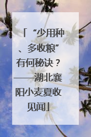 “少用种、多收粮”有何秘诀？——湖北襄阳小麦夏收见闻