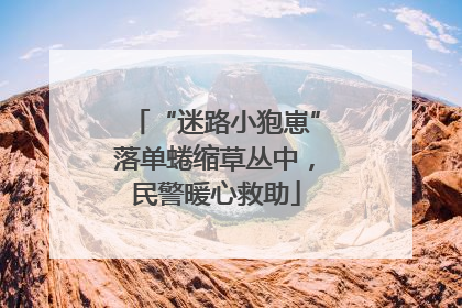 “迷路小狍崽”落单蜷缩草丛中，民警暖心救助
