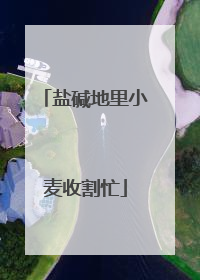 盐碱地里小麦收割忙