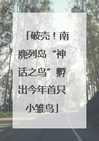 破壳！南麂列岛“神话之鸟”孵出今年首只小雏鸟