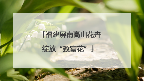 福建屏南高山花卉绽放“致富花”
