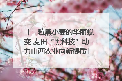 一粒黑小麦的华丽蜕变 麦田“黑科技”助力山西农业向新提质