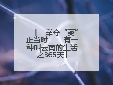 一举夺“葵”正当时——有一种叫云南的生活之365天