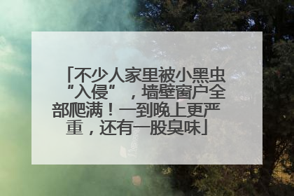 不少人家里被小黑虫“入侵”，墙壁窗户全部爬满！一到晚上更严重，还有一股臭味