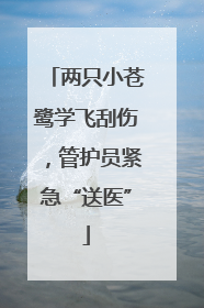 两只小苍鹭学飞刮伤，管护员紧急“送医”