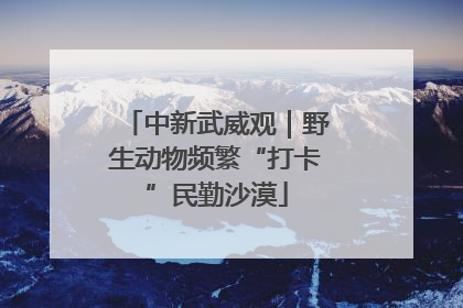 中新武威观｜野生动物频繁“打卡”民勤沙漠