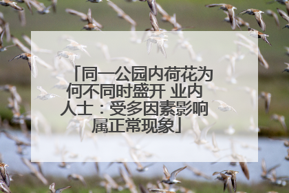 同一公园内荷花为何不同时盛开 业内人士：受多因素影响 属正常现象