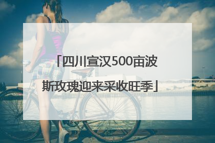 四川宣汉500亩波斯玫瑰迎来采收旺季