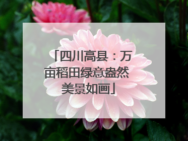 四川高县：万亩稻田绿意盎然 美景如画