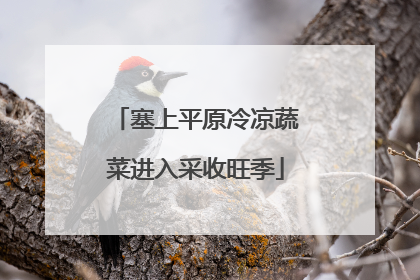 塞上平原冷凉蔬菜进入采收旺季