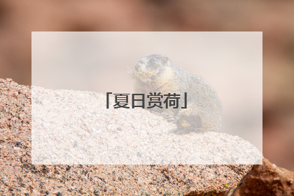 夏日赏荷