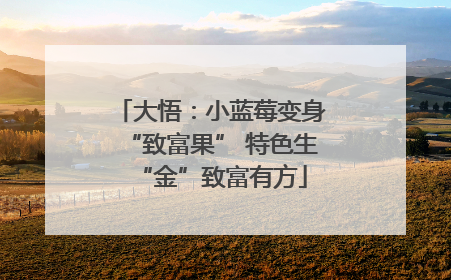 大悟：小蓝莓变身“致富果” 特色生“金”致富有方