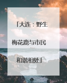 大连：野生梅花鹿与市民和谐相处