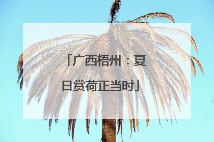 广西梧州：夏日赏荷正当时