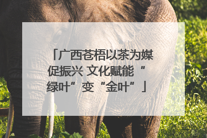 广西苍梧以茶为媒促振兴 文化赋能“绿叶”变“金叶”