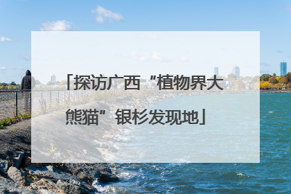探访广西“植物界大熊猫”银杉发现地