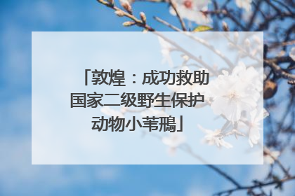 敦煌：成功救助国家二级野生保护动物小苇鳽