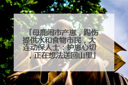 母鹿闹市产崽，踢伤提供水和食物市民，大连动保人士：护崽心切，正在想法送回山里