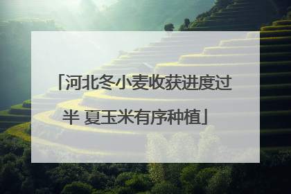 河北冬小麦收获进度过半 夏玉米有序种植