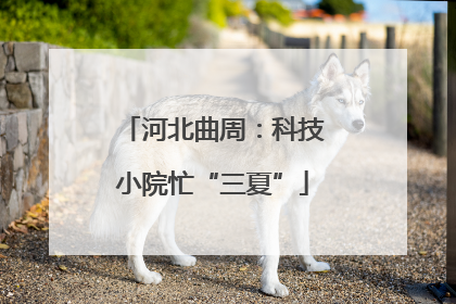 河北曲周：科技小院忙“三夏”