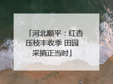 河北顺平：红杏压枝丰收季 田园采摘正当时
