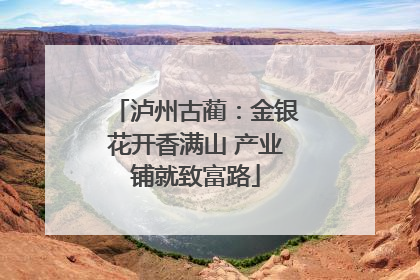 泸州古蔺：金银花开香满山 产业铺就致富路