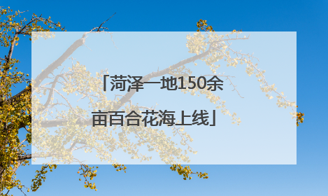 菏泽一地150余亩百合花海上线