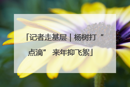 记者走基层｜杨树打“点滴” 来年抑飞絮