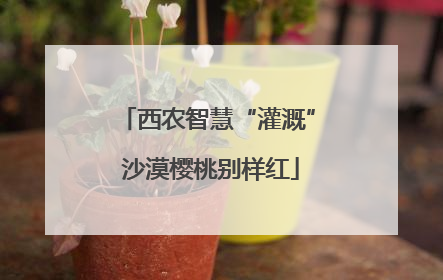 西农智慧“灌溉” 沙漠樱桃别样红
