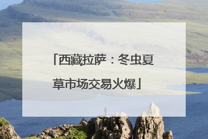 西藏拉萨：冬虫夏草市场交易火爆