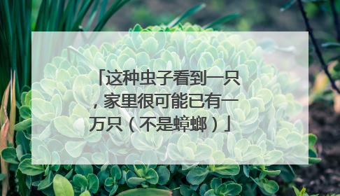 这种虫子看到一只，家里很可能已有一万只（不是蟑螂）