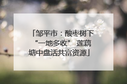 邹平市：酸枣树下“一地多收” 莲藕塘中盘活共富资源