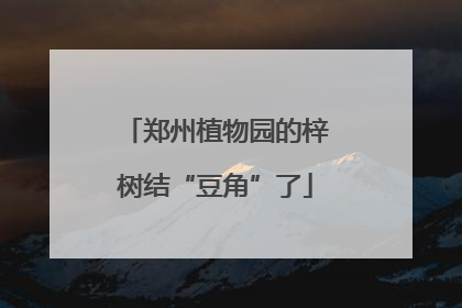 郑州植物园的梓树结“豆角”了