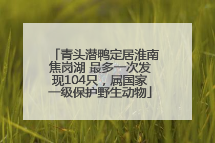 青头潜鸭定居淮南焦岗湖 最多一次发现104只，属国家一级保护野生动物