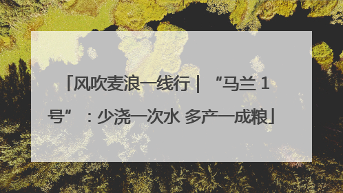 风吹麦浪一线行｜“马兰 1 号”：少浇一次水 多产一成粮