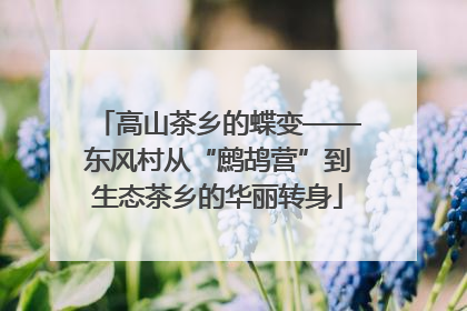 高山茶乡的蝶变——东风村从“鹧鸪营”到生态茶乡的华丽转身